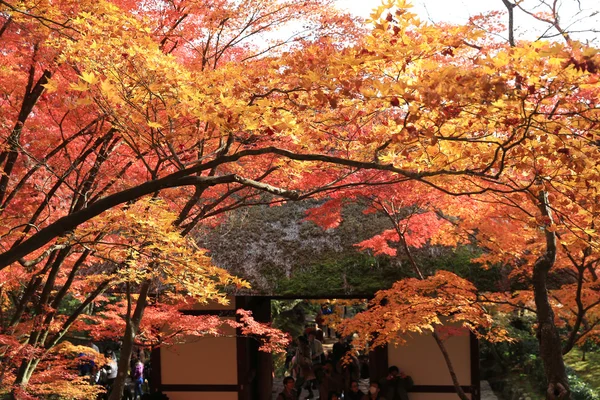 Deva 的 Jojakukoji 寺的秋天 — 图库照片