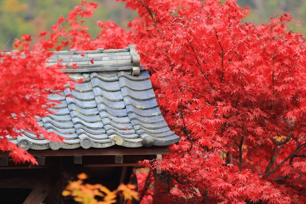 Jesienne liście Adashino Nenbutsu-ji — Zdjęcie stockowe