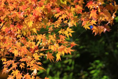 Sonbahar yaprakları Adashino anlayışımız-ji