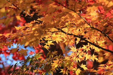Sonbahar yaprakları Adashino anlayışımız-ji