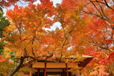 Deva Jojakukoji Tapınağı'nda sezon sonbahar