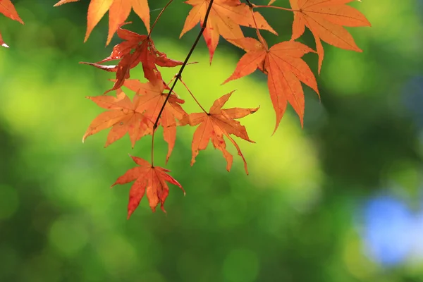 Το φθινόπωρο τα φύλλα του Adashino Nenbutsu-ji — Φωτογραφία Αρχείου