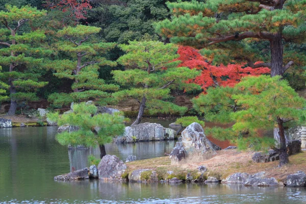 もみじ紅葉 — ストック写真