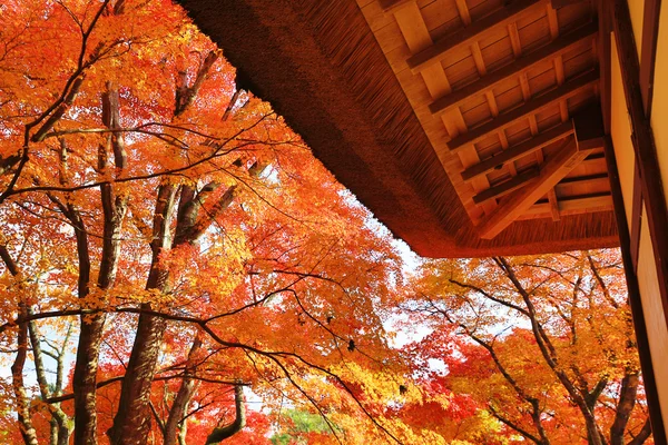Deva 的 Jojakukoji 寺的秋天 — 图库照片