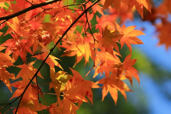 あだしの念仏寺の紅葉 — ストック写真