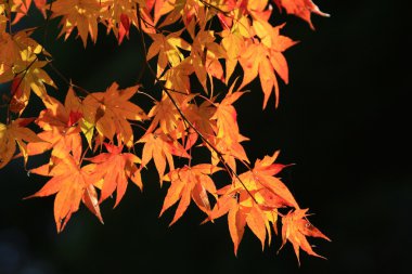 Sonbahar yaprakları Adashino anlayışımız-ji