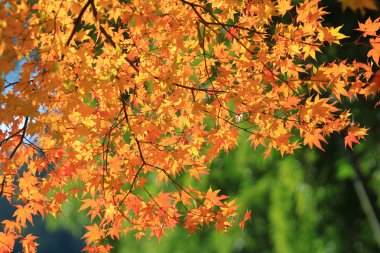 Sonbahar yaprakları Adashino anlayışımız-ji