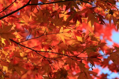 Sonbahar yaprakları Adashino anlayışımız-ji