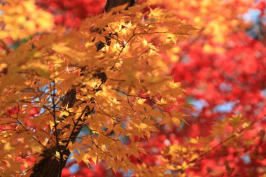 Sonbahar yaprakları Adashino anlayışımız-ji