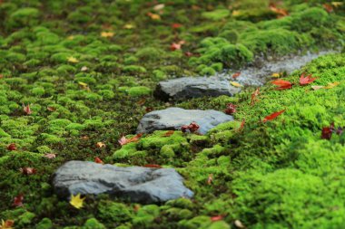 Güzel kırmızı yaprakları, düşmüş aspen Moss üzerinde yalan