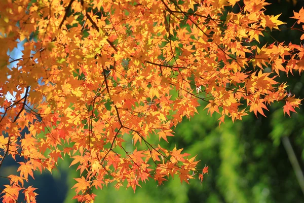 Foglie di autunno di Adashino Nenbutsu-ji — Foto Stock