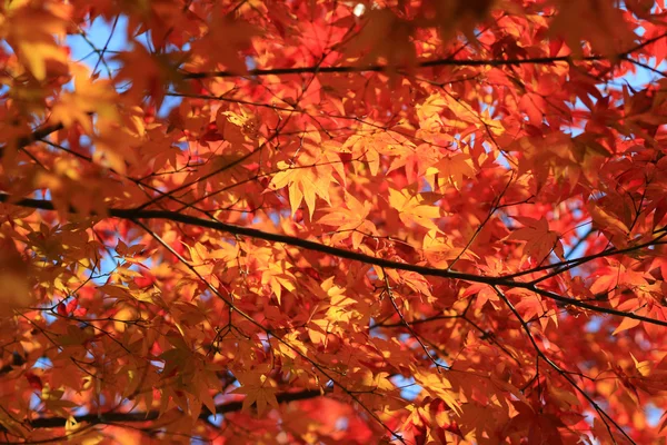 Осенние листья Адасино Ненбуцу-дзи — стоковое фото