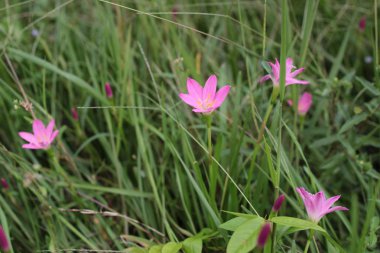 Bahçedeki güzel pembe çiçekler