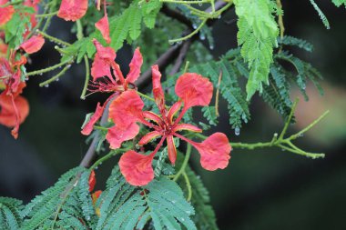 Royal Poinciana yaz aylarında