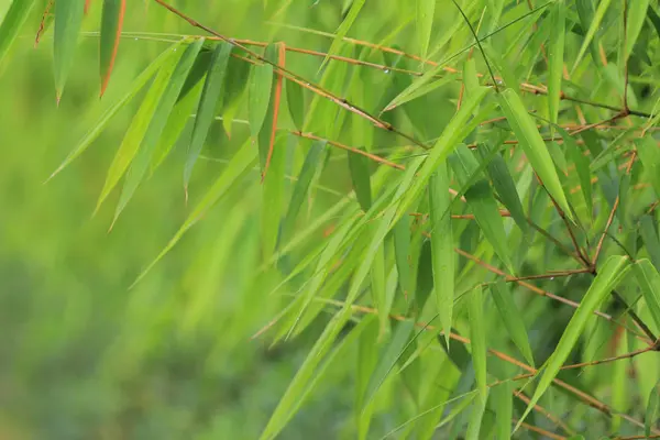 Зелений бамбуковий лист — стокове фото