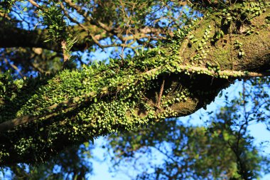 büyük ağaç ve yaz şubelerinde