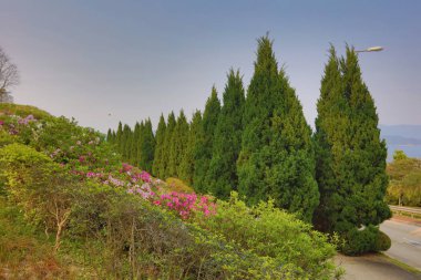 Hong Kong Üniversitesi bilim ve teknoloji