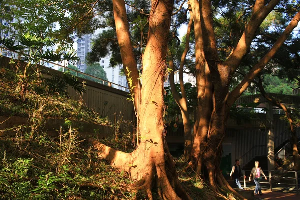 Grandi radici di albero e sole in una foresta verde — Foto Stock