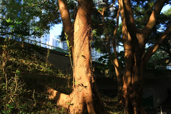 大きな木の根、緑の森の中の太陽 — ストック写真