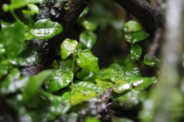 Yağmur ormanı akvaryum 