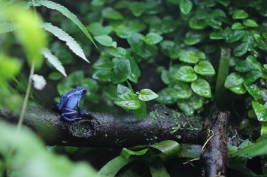Mavi zehirli ok kurbağası