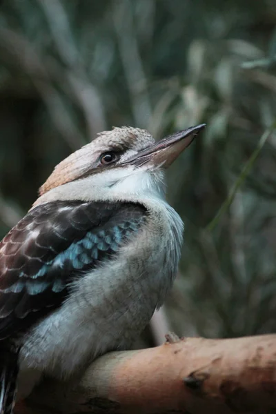 L'Australien riant Kookaburra perché — Photo