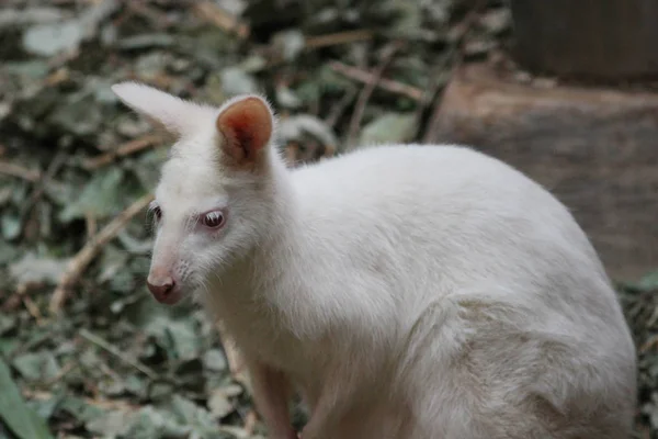 Albino bennetts wallaby - Macropus rufogriseus — Zdjęcie stockowe