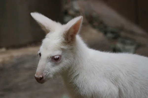 Albino wallaby bennetts - Macropus rufogriseus — Photo