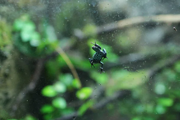 Сплеск чорної отруйної жаби — стокове фото