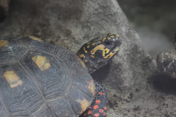 Die Schildkröte, Wildtier. — Stockfoto