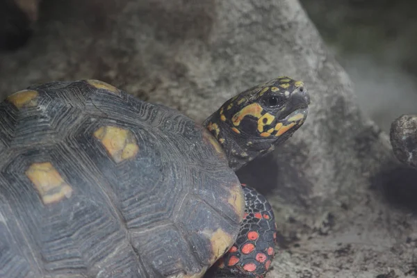 Die Schildkröte, Wildtier. — Stockfoto