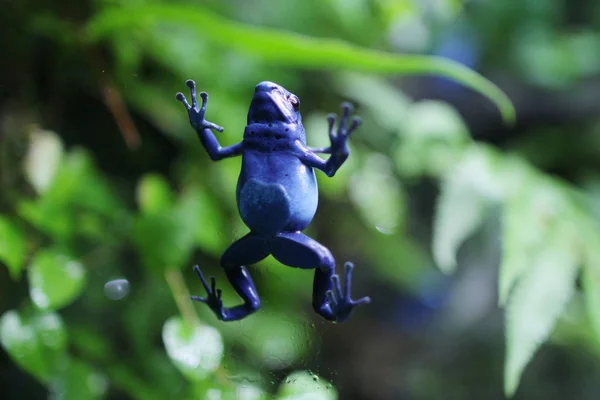 Синяя ядовитая лягушка взбирается на дерево — стоковое фото
