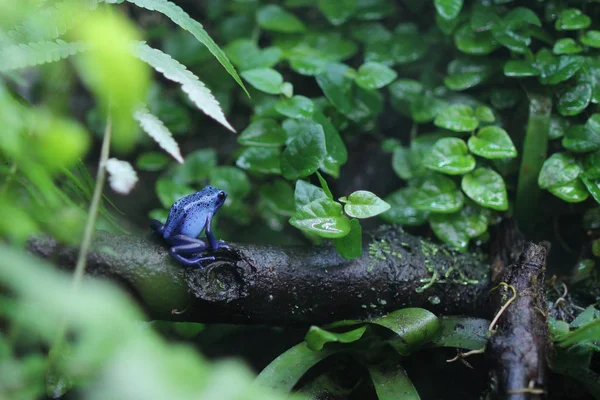 De blauwe pijlgifkikkers kikker — Stockfoto
