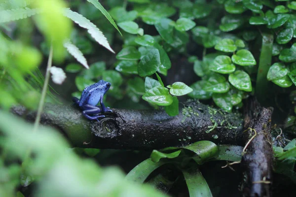 Το μπλε βέλος δηλητήριο βάτραχος — Φωτογραφία Αρχείου