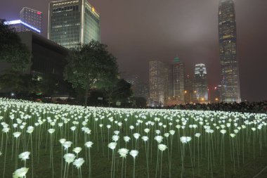 Işık gül bahçe içinde Hong Kong gece şehir