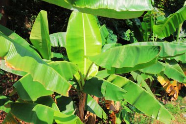 Doğada yeşil muz yaprağı, muz yaprağı