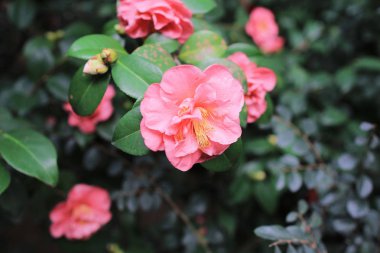 Ormangülü bahar zaman açık