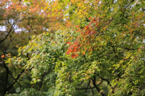 Ранняя осень в саду храма Тофукудзи — стоковое фото