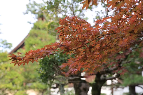 All'inizio di stagione di autunno a giardino di Tempio di Tofukuji — Foto Stock