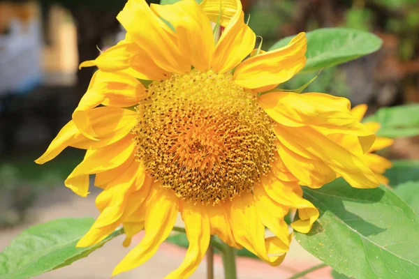 Flores de sol en la naturaleza — Foto de Stock