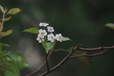  Japon ume kayısı ağacında, prunus mume