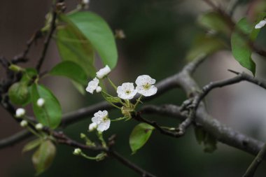  Japon ume kayısı ağacında, prunus mume