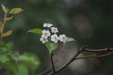  Japon ume kayısı ağacında, prunus mume