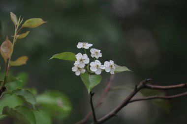  Japon ume kayısı ağacında, prunus mume