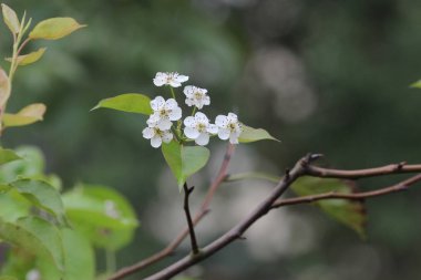  Japon ume kayısı ağacında, prunus mume