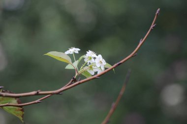  Japon ume kayısı ağacında, prunus mume
