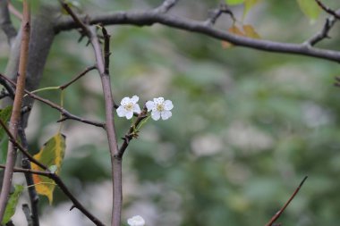  Japon ume kayısı ağacında, prunus mume
