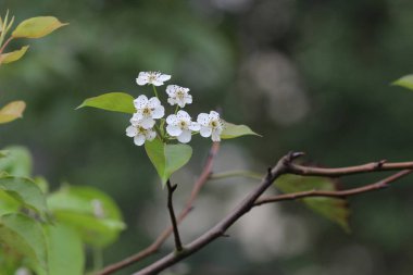  Japon ume kayısı ağacında, prunus mume