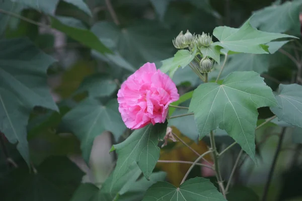 Рожева красива квітка, гібіскус мутабілізація — стокове фото