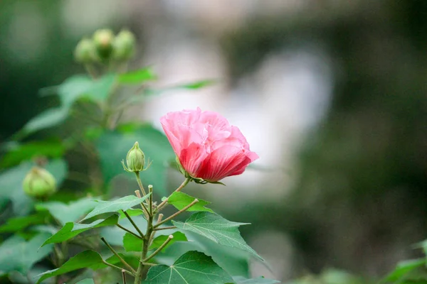 Rosa linda flor, Hibiscus mutabilis — Fotografia de Stock
